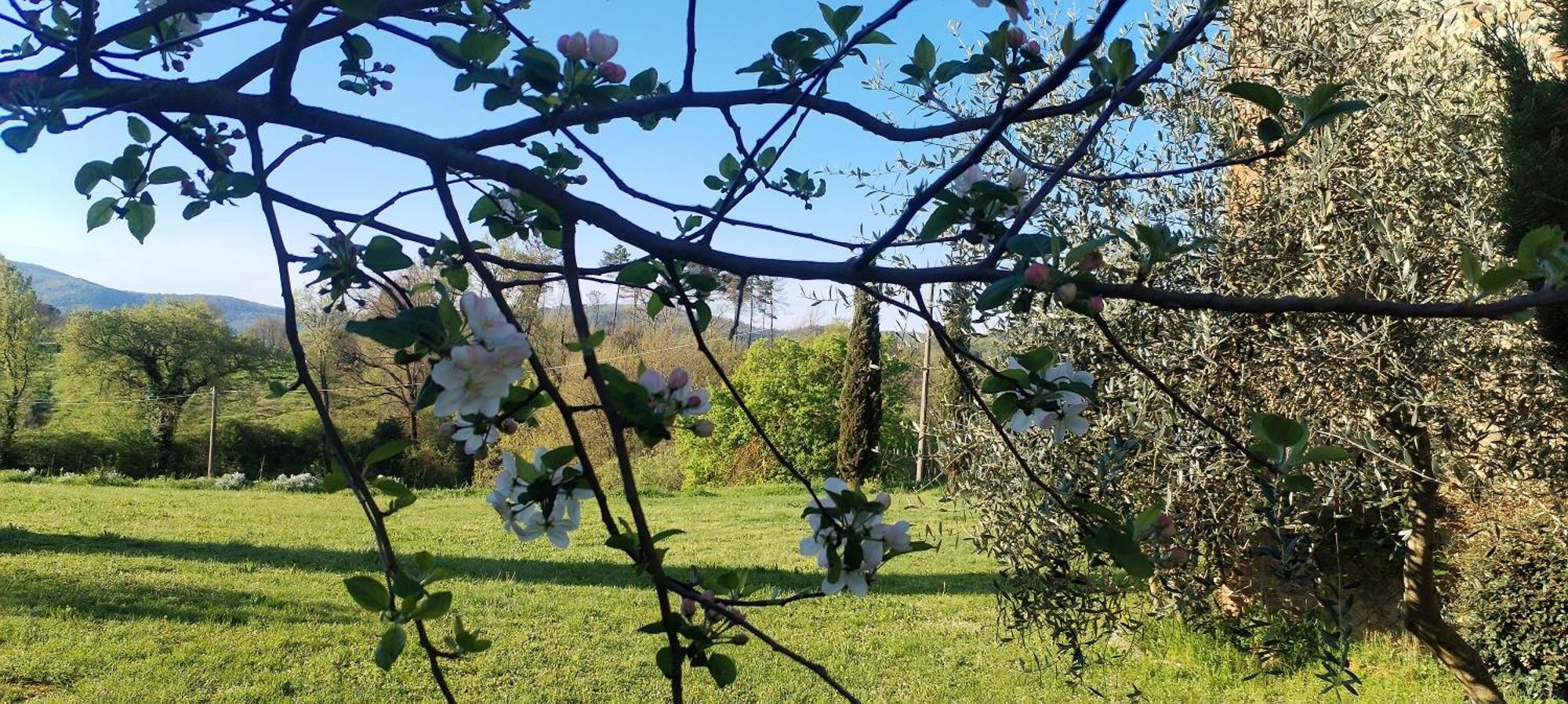 I Salici Agriturismo Badia Agnano Ngoại thất bức ảnh