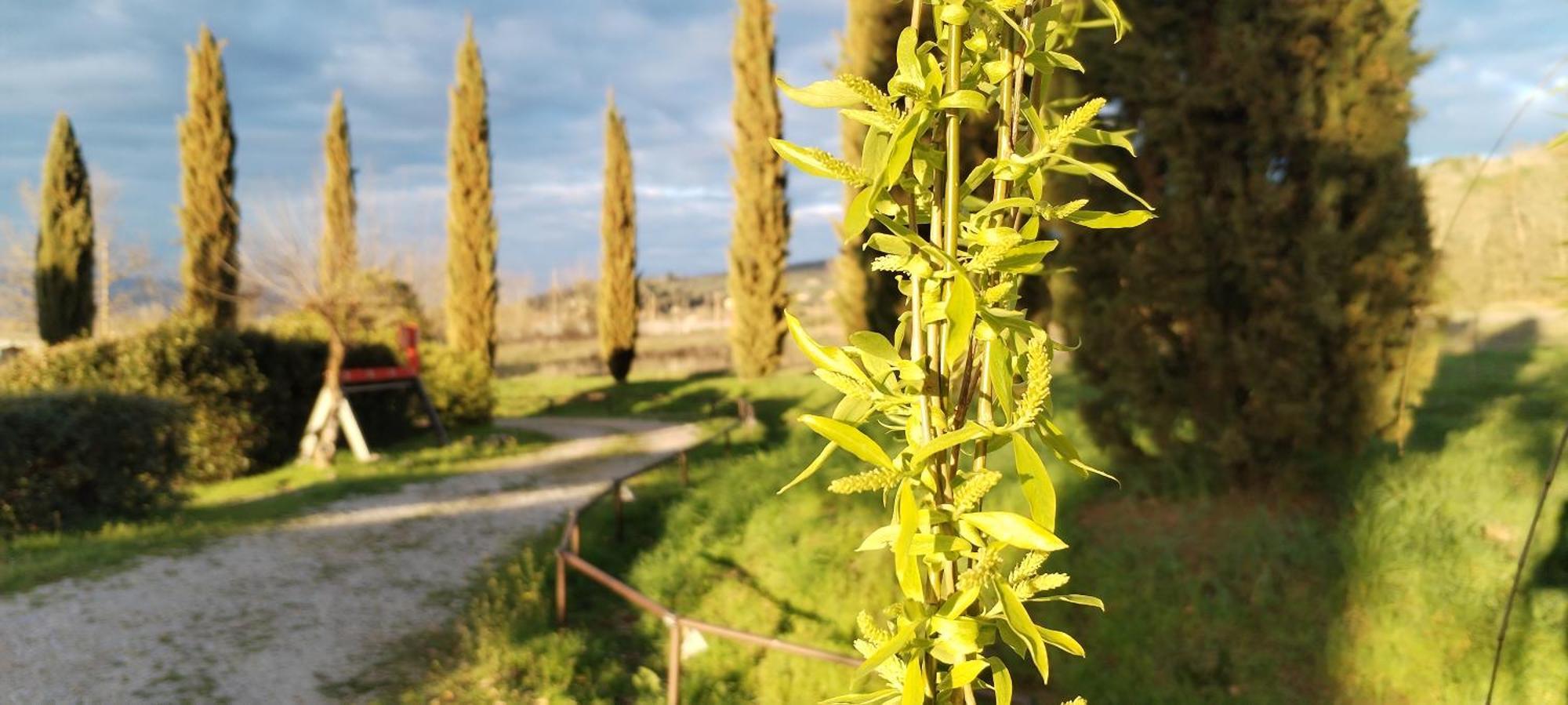 I Salici Agriturismo Badia Agnano Ngoại thất bức ảnh